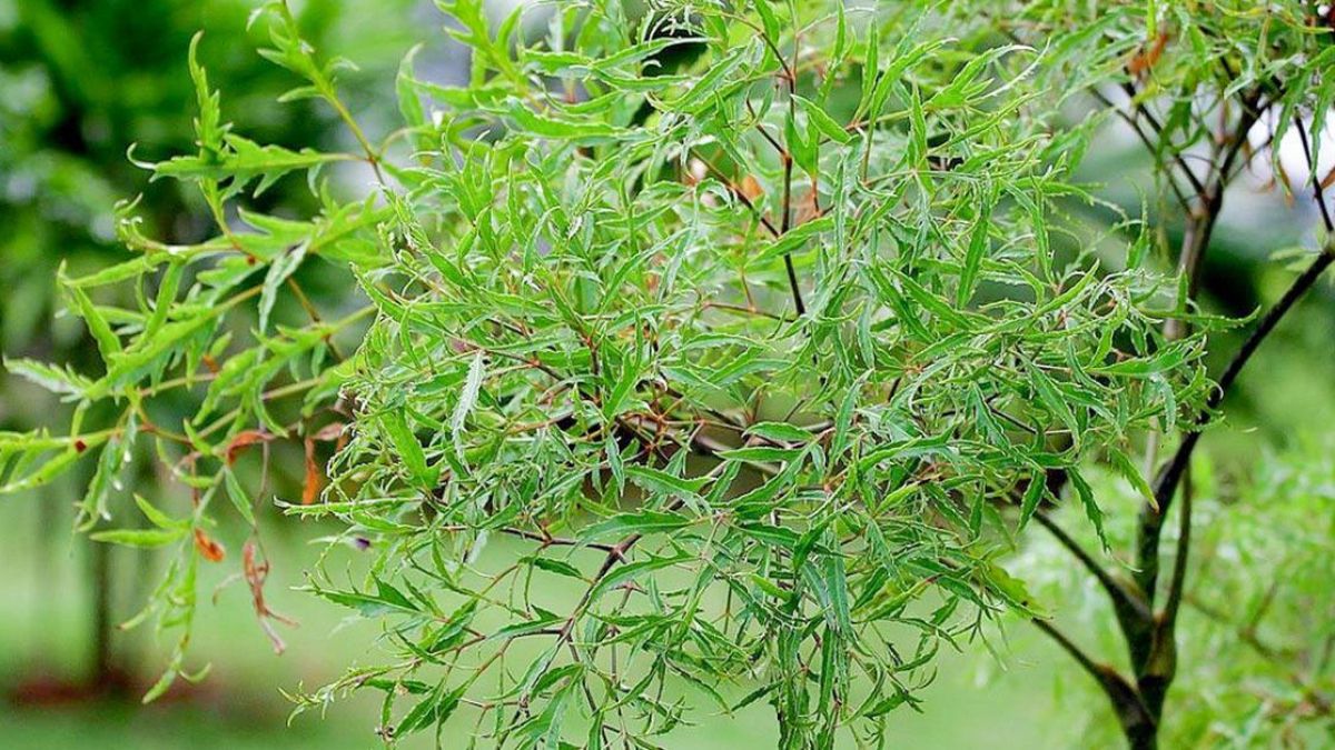 Lá cây vừa dùng làm gia vị vừa dùng để chữa bệnh