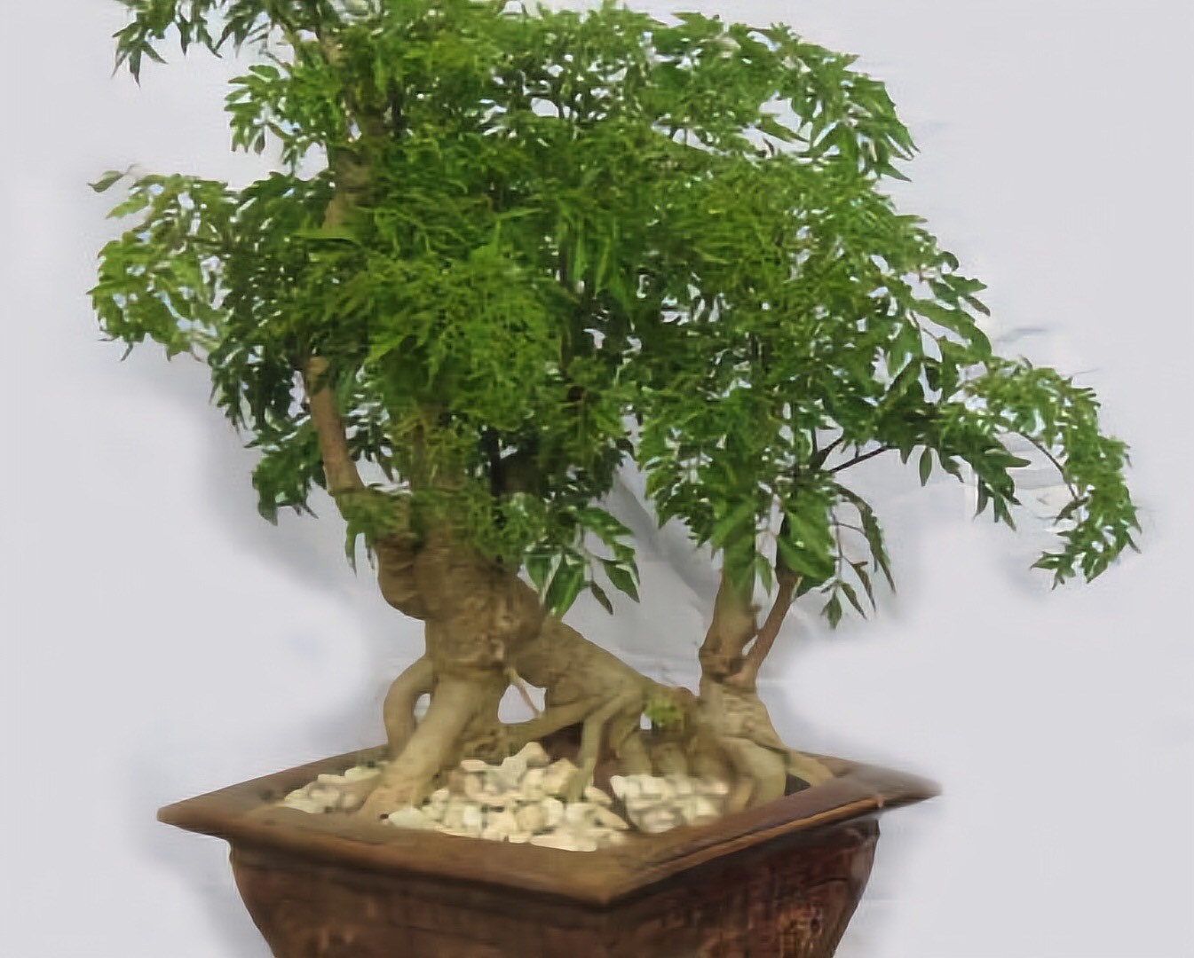 Cây đinh lăng mang lại rất nhiều lợi ích