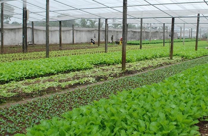 Điều chỉnh diện tích chuyển mục đích sử dụng đất nông nghiệp sang phi nông nghiệp đến năm 2030 trên địa bàn huyện Hoài Đức từ 3.090,12ha còn 3.091,82ha.