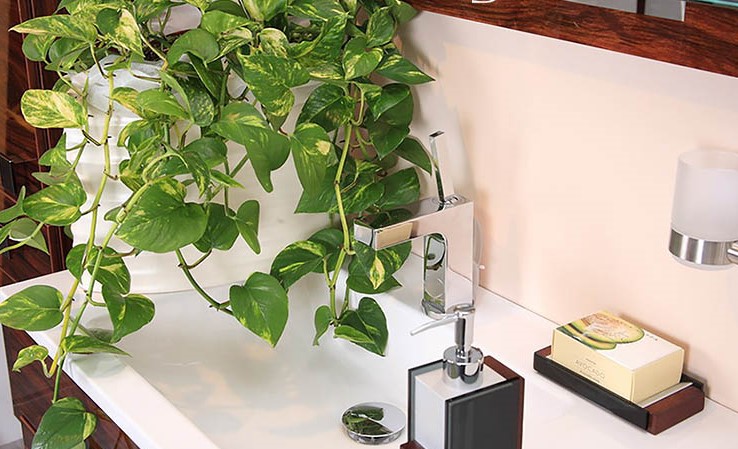 8 loại cây trồng trong nhà vệ sinh thanh lọc không khí