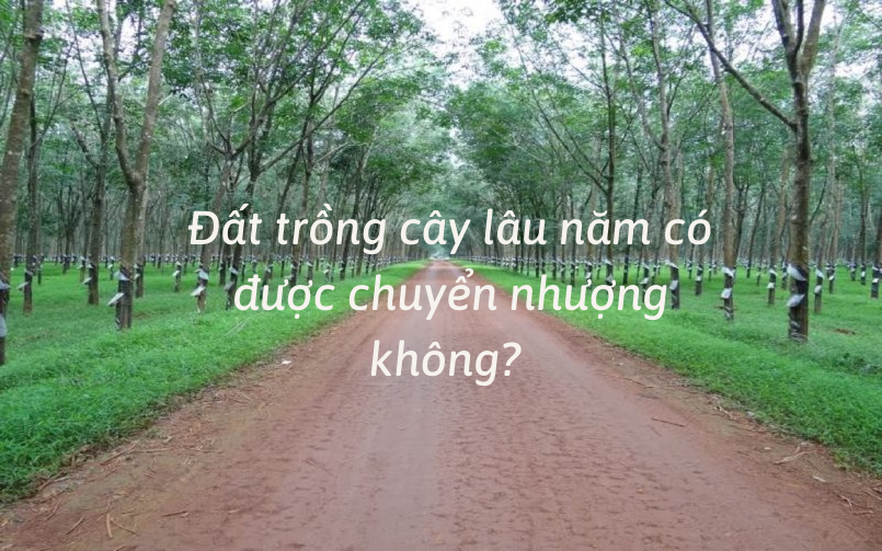 Đất trồng cây lâu năm có được chuyển nhượng không? Thủ tục như thế nào? Đất trồng cây lâu năm có được chuyển nhượng không? Thủ tục như thế nào?