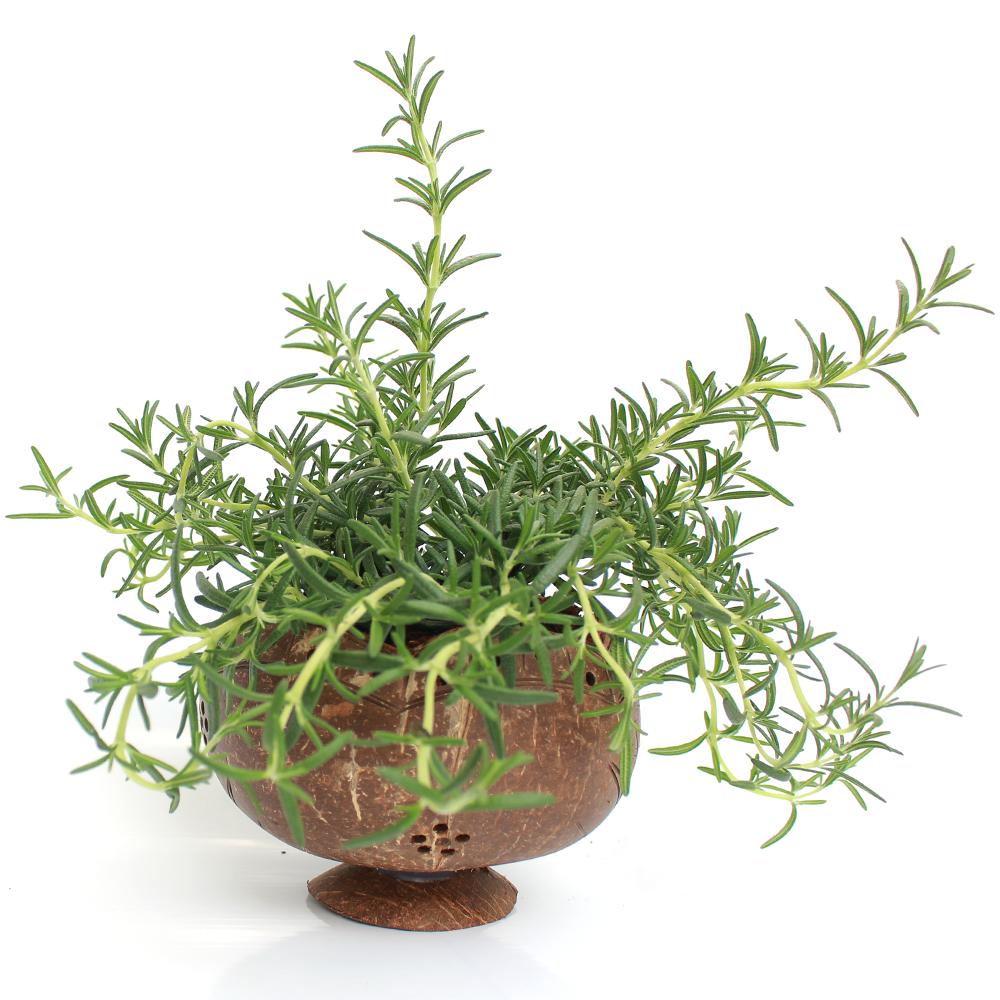 Trồng cây hương thảo đúng ý nghĩa phong thuỷ Trồng cây hương thảo đúng ý nghĩa phong thuỷ