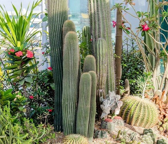 4 loại cây trồng trong nhà dễ bị thối khi tưới nước thường xuyên vào mùa lạnh