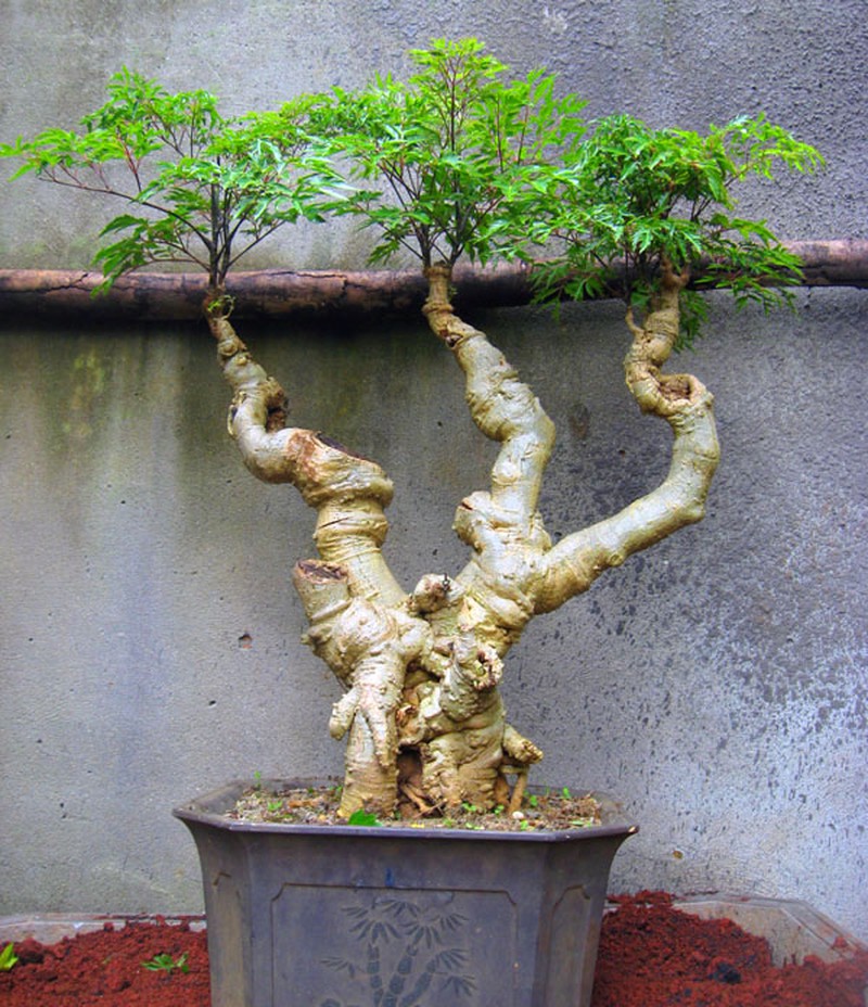 Đinh lăng vừa là thần dược, vừa mang đến nhiều tài lộc, nhà nào cũng nên trồng 1 cây