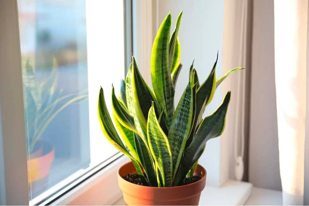 7 loại cây thích hợp để trong phòng ngủ