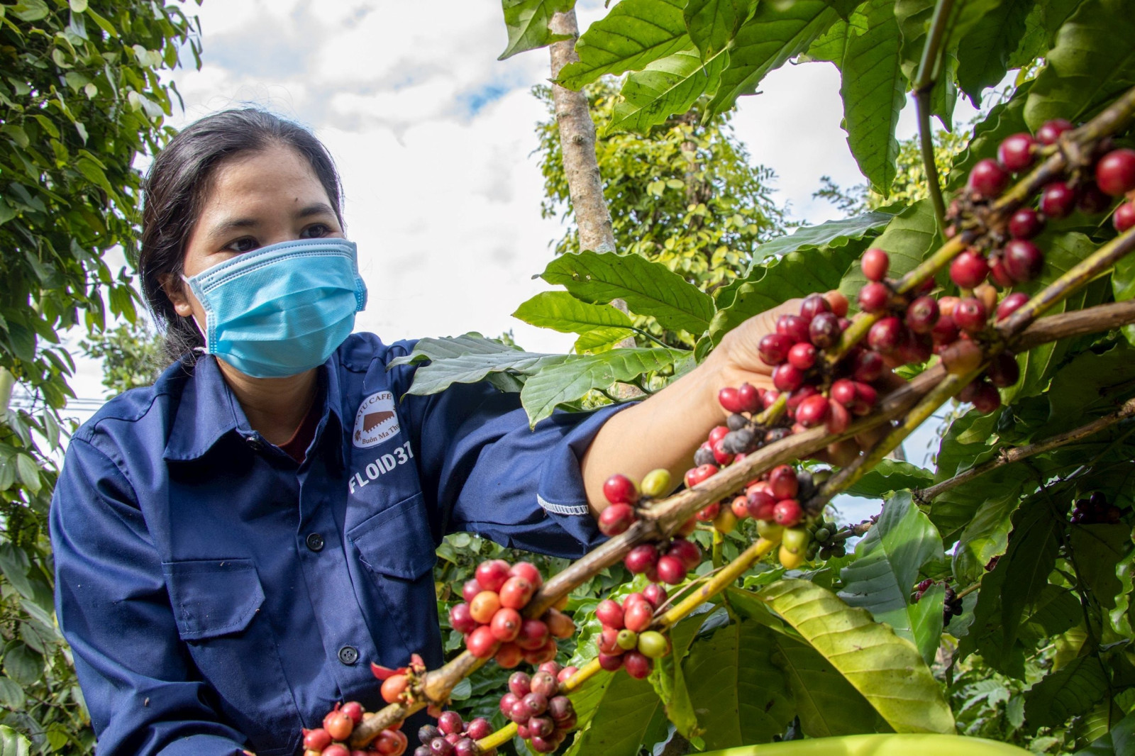Giá cà phê hôm nay 17/7: Robusta và Arabica bật tăng trở lại sau nhịp điều chỉnh