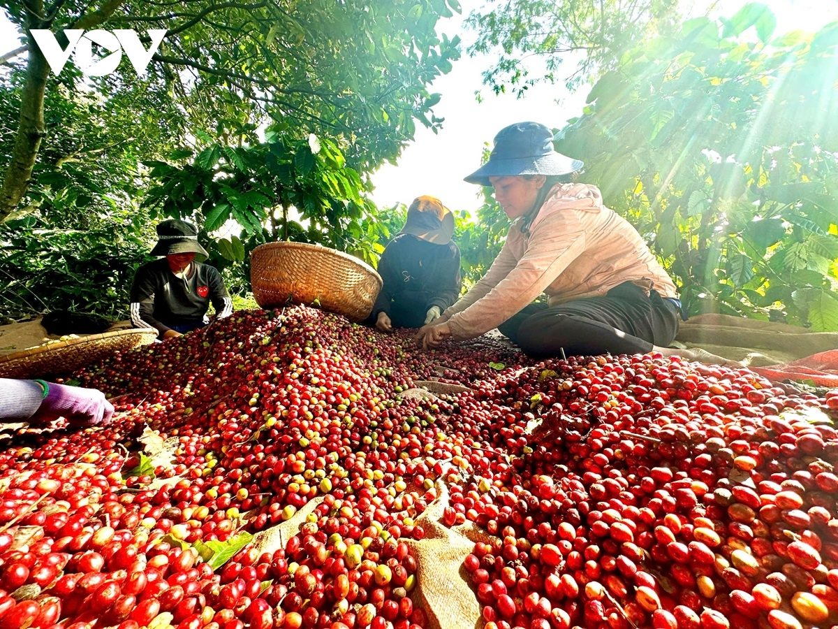 Giá cà phê hôm nay 4/8 giảm đồng loạt: Robusta, Arabica lao dốc, Việt Nam mất mốc 100.000 đồng/kg Giá cà phê hôm nay 4/8 giảm đồng loạt: Robusta, Arabica lao dốc, Việt Nam mất mốc 100.000 đồng/kg