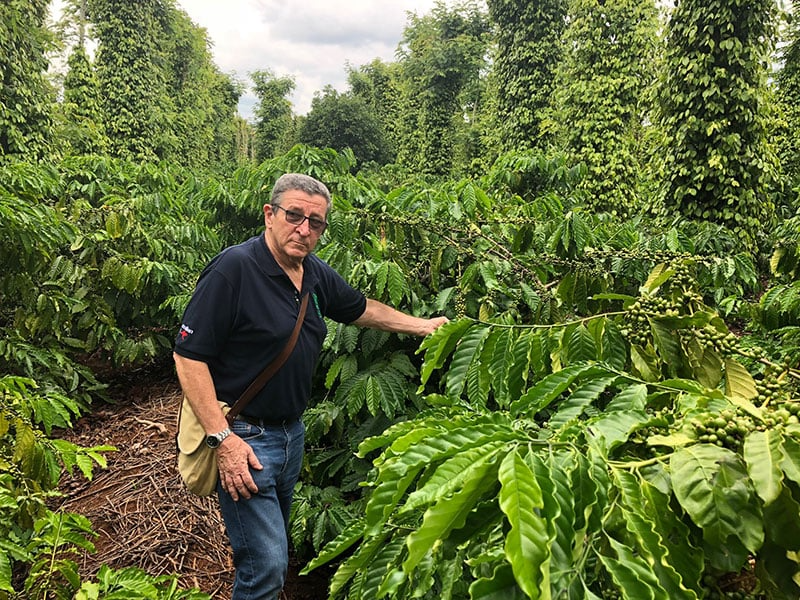 Giá tiêu hôm nay 4/8: Giữ mốc cao 140.000 đồng/kg, sản lượng toàn cầu sụt giảm gần 8% Giá tiêu hôm nay 4/8: Giữ mốc cao 140.000 đồng/kg, sản lượng toàn cầu sụt giảm gần 8%