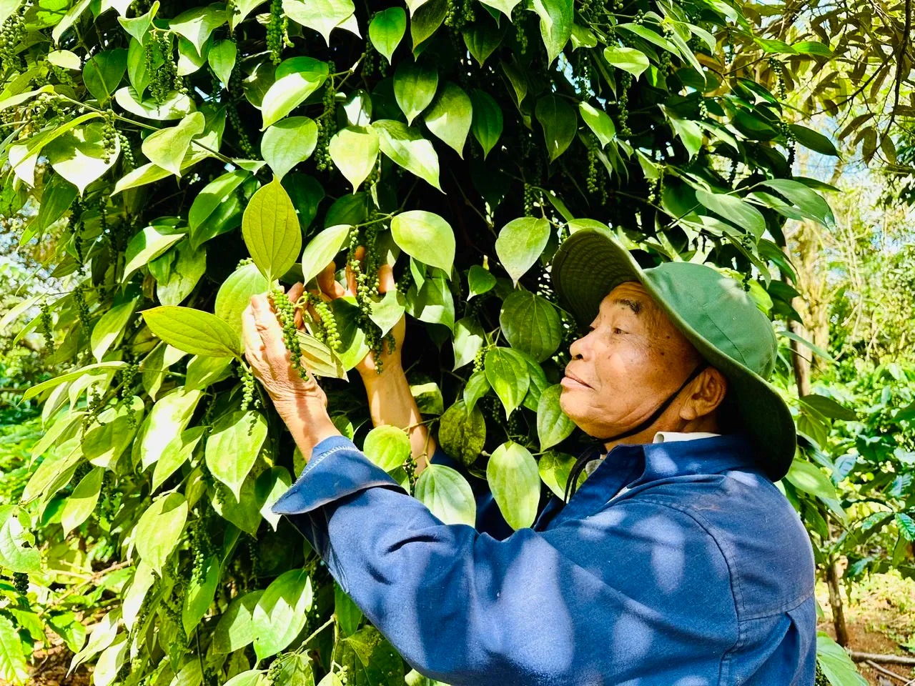 Giá tiêu hôm nay 5/8: Nguồn cung eo hẹp, giá tiêu nội địa neo cao