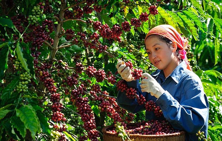 Giá cà phê hôm nay 7/8: Giảm mạnh do căng thẳng thương mại Mỹ - Brazil Giá cà phê hôm nay 7/8: Giảm mạnh do căng thẳng thương mại Mỹ - Brazil