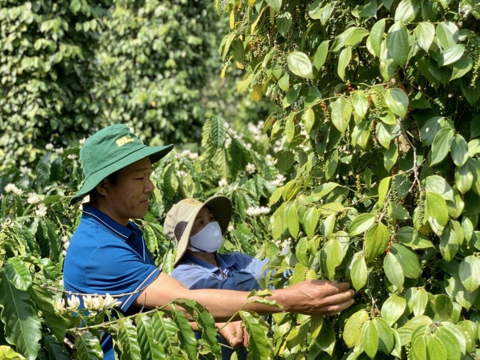Giá tiêu hôm nay 8/8: Đắk Lắk vượt mốc 141.000 đồng/kg, thị trường duy trì ổn định