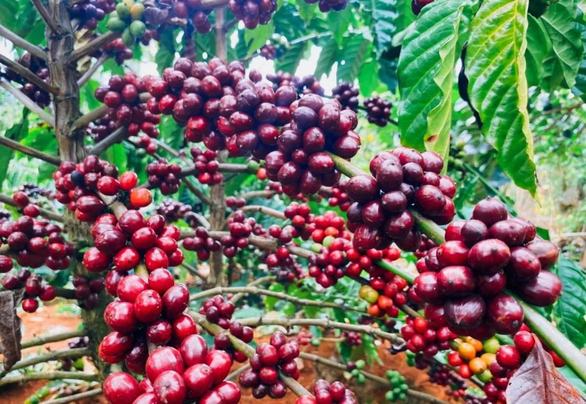 Giá cà phê hôm nay 8/8: Thị trường nội địa giảm nhẹ, vẫn neo cao trên 100.000 đồng/kg Giá cà phê hôm nay 8/8: Thị trường nội địa giảm nhẹ, vẫn neo cao trên 100.000 đồng/kg