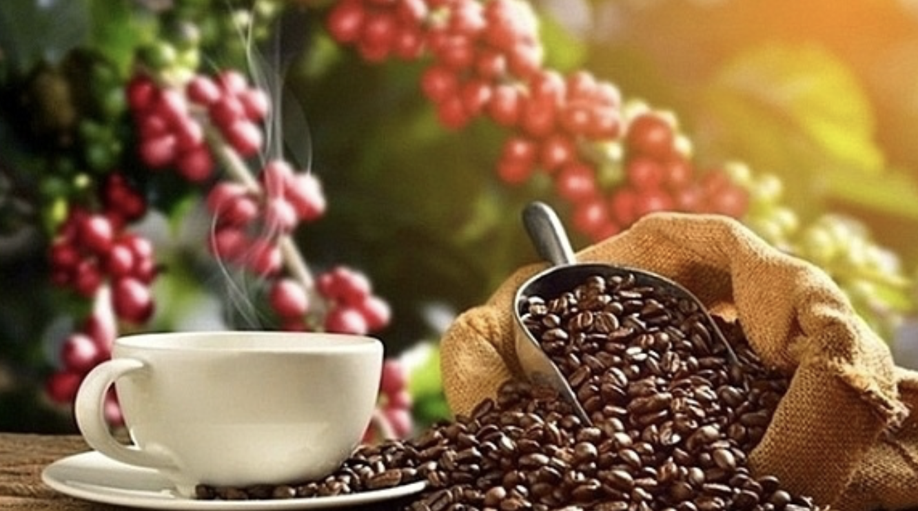 Giá cà phê 10/8: Tăng mạnh cả trong nước và quốc tế, đạt đỉnh nhiều tháng