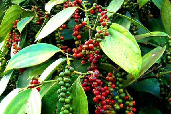 Giá tiêu hôm nay 12/8: Indonesia tăng nhẹ, thị trường nội địa giữ vững đỉnh cao Giá tiêu hôm nay 12/8: Indonesia tăng nhẹ, thị trường nội địa giữ vững đỉnh cao