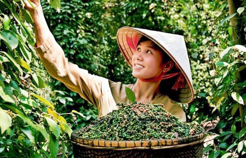 Giá tiêu hôm nay 13/8: Việt Nam giữ giá cao, Indonesia giảm nhẹ Giá tiêu hôm nay 13/8: Việt Nam giữ giá cao, Indonesia giảm nhẹ