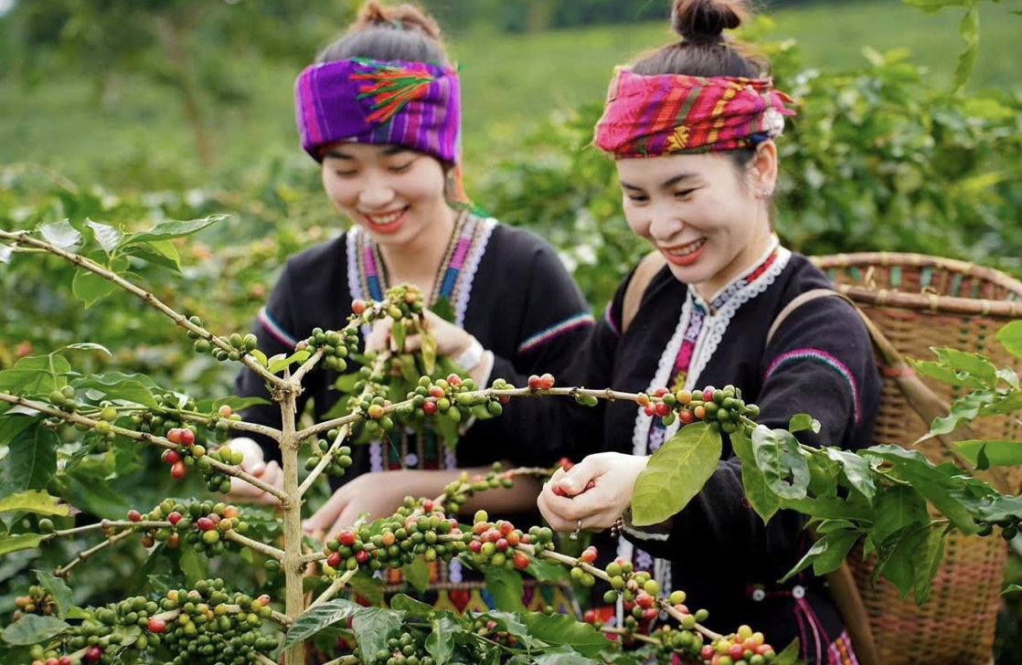 Giá cà phê hôm nay 15/8: Giá trong nước đạt đỉnh kỷ lục, vọt lên 111.600 đồng/kg giữa bối cảnh khan hiếm nguồn cung Giá cà phê hôm nay 15/8: Giá trong nước đạt đỉnh kỷ lục, vọt lên 111.600 đồng/kg giữa bối cảnh khan hiếm nguồn cung