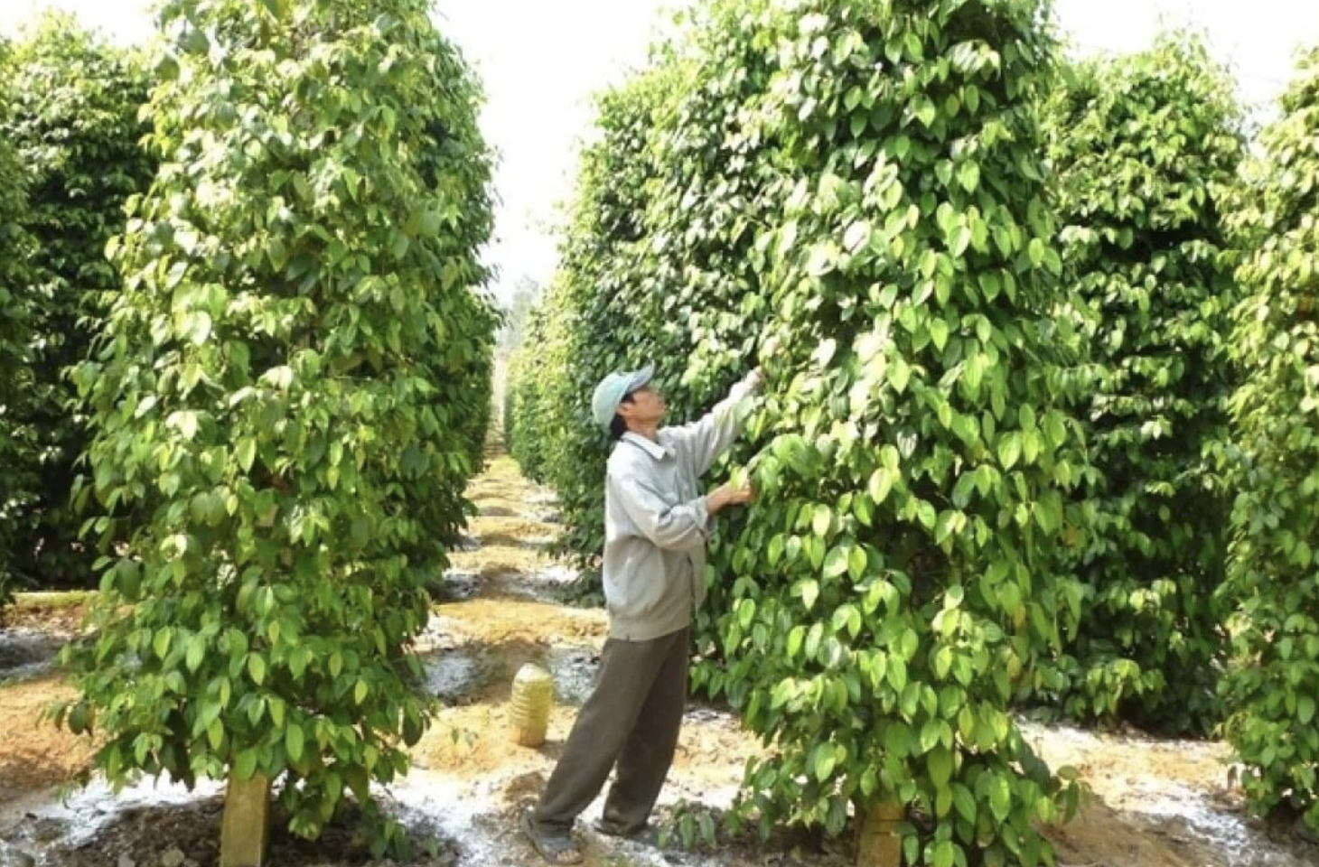 Giá tiêu hôm nay 16/8: Giá tiêu leo thang, thị trường Anh nhập khẩu kỷ lục Giá tiêu hôm nay 16/8: Giá tiêu leo thang, thị trường Anh nhập khẩu kỷ lục
