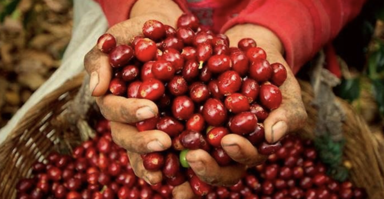 Giá cà phê ngày 17/8: Tăng mạnh tại Tây Nguyên, đạt đỉnh mới nhờ xuất khẩu và giá quốc tế Giá cà phê ngày 17/8: Tăng mạnh tại Tây Nguyên, đạt đỉnh mới nhờ xuất khẩu và giá quốc tế