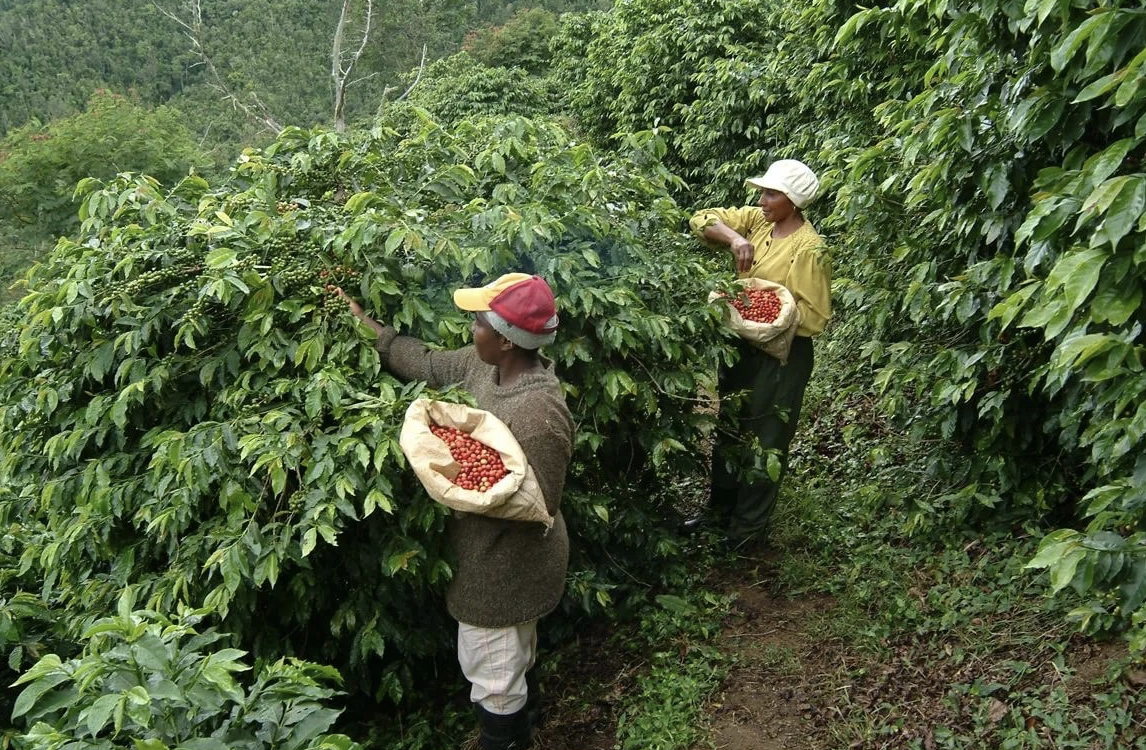 Giá cà phê hôm nay 21/8: Giá nội địa lập đỉnh, thuế quan Brazil khuấy đảo toàn cầu Giá cà phê hôm nay 21/8: Giá nội địa lập đỉnh, thuế quan Brazil khuấy đảo toàn cầu