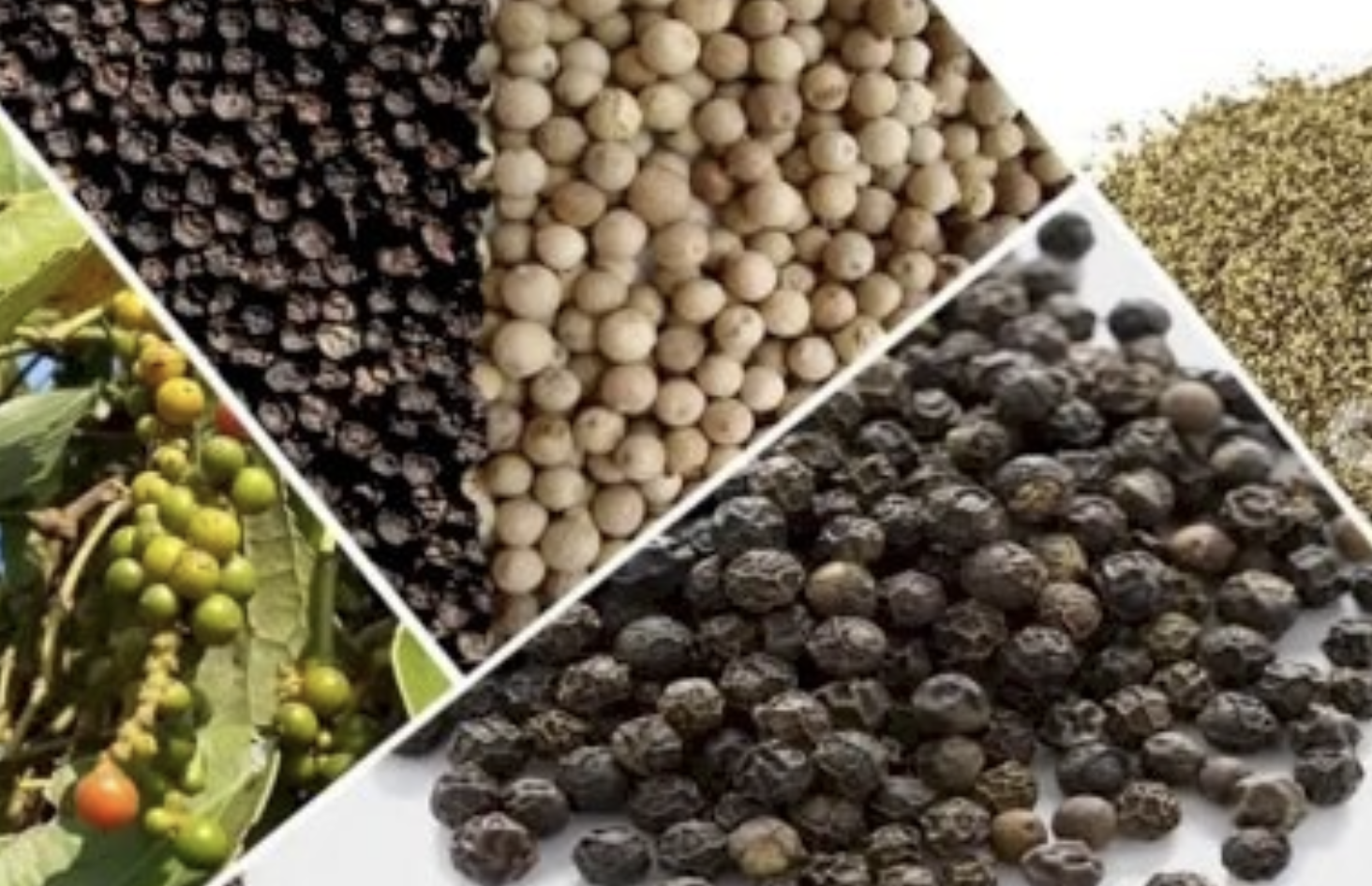 Giá tiêu hôm nay 22/8: Trong nước tăng nhẹ, thế giới chao đảo vì rủi ro nguồn cung