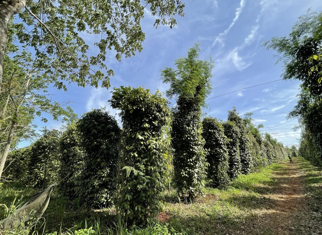 Giá tiêu hôm nay 24/8: Tăng liền 5 phiên, thị trường sôi động trở lại