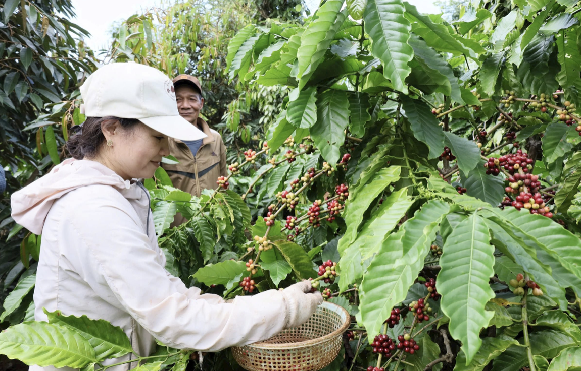 Giá cà phê hôm nay 25/8: Tuần qua tăng mạnh, thị trường quốc tế lên đỉnh 3 tháng Giá cà phê hôm nay 25/8: Tuần qua tăng mạnh, thị trường quốc tế lên đỉnh 3 tháng