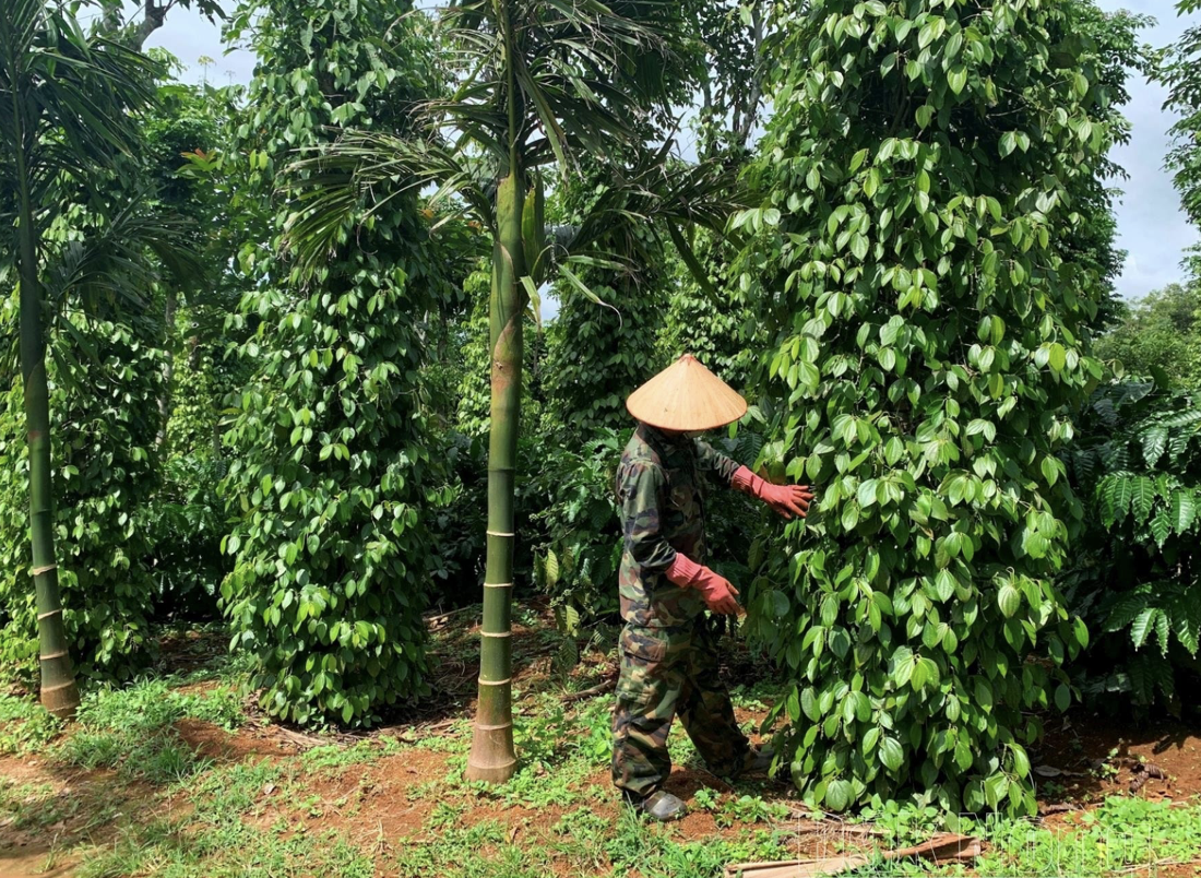 Giá tiêu hôm nay 3/9: Vọt lên 154.000 đồng/kg, Việt Nam thành điểm sáng giữa thị trường thế giới chững lại Giá tiêu hôm nay 3/9: Vọt lên 154.000 đồng/kg, Việt Nam thành điểm sáng giữa thị trường thế giới chững lại