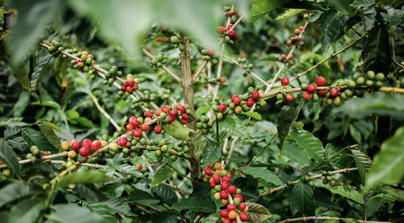 Giá cà phê hôm nay 5/9: Arabica tiếp tục tăng nhờ lo ngại thiếu hụt, robusta lao dốc, trong nước vượt 115.000 đồng/kg Giá cà phê hôm nay 5/9: Arabica tiếp tục tăng nhờ lo ngại thiếu hụt, robusta lao dốc, trong nước vượt 115.000 đồng/kg