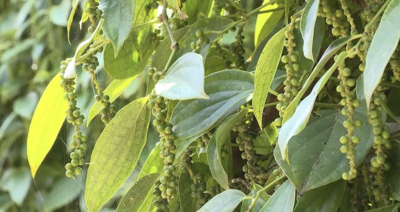 Giá tiêu hôm nay 5/9: Quay đầu điều chỉnh nhẹ, sau khi tăng mạnh trong ba ngày liên tiếp Giá tiêu hôm nay 5/9: Quay đầu điều chỉnh nhẹ, sau khi tăng mạnh trong ba ngày liên tiếp