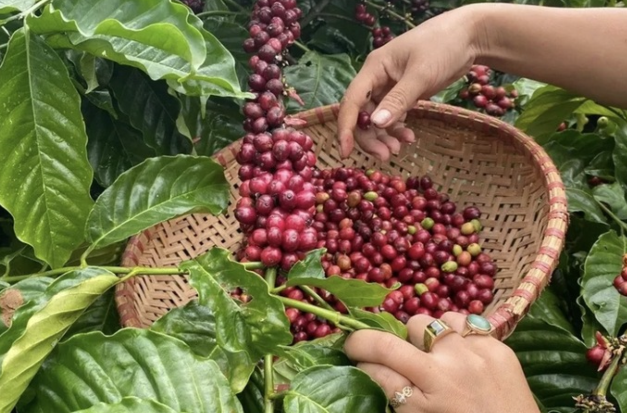 Giá cà phê hôm nay 8/9: Giao dịch thận trọng, dao động 112.000–113.300 đồng/kg khi hai sàn kỳ hạn suy yếu