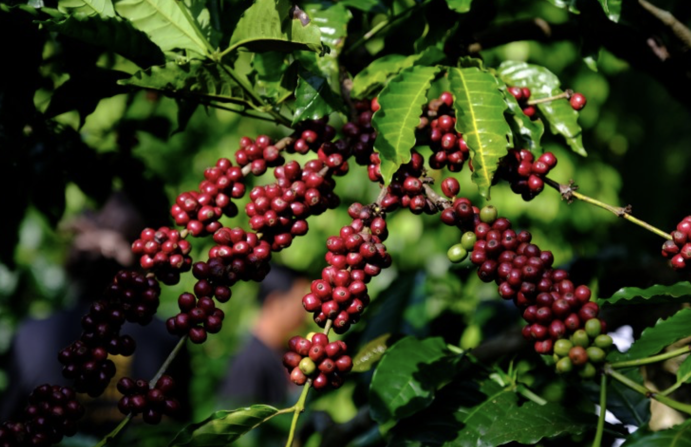 Giá cà phê hôm nay 9/9: Robusta giữ vững mức cao, Arabica tiếp tục đà tăng trên sàn giao dịch quốc tế Giá cà phê hôm nay 9/9: Robusta giữ vững mức cao, Arabica tiếp tục đà tăng trên sàn giao dịch quốc tế