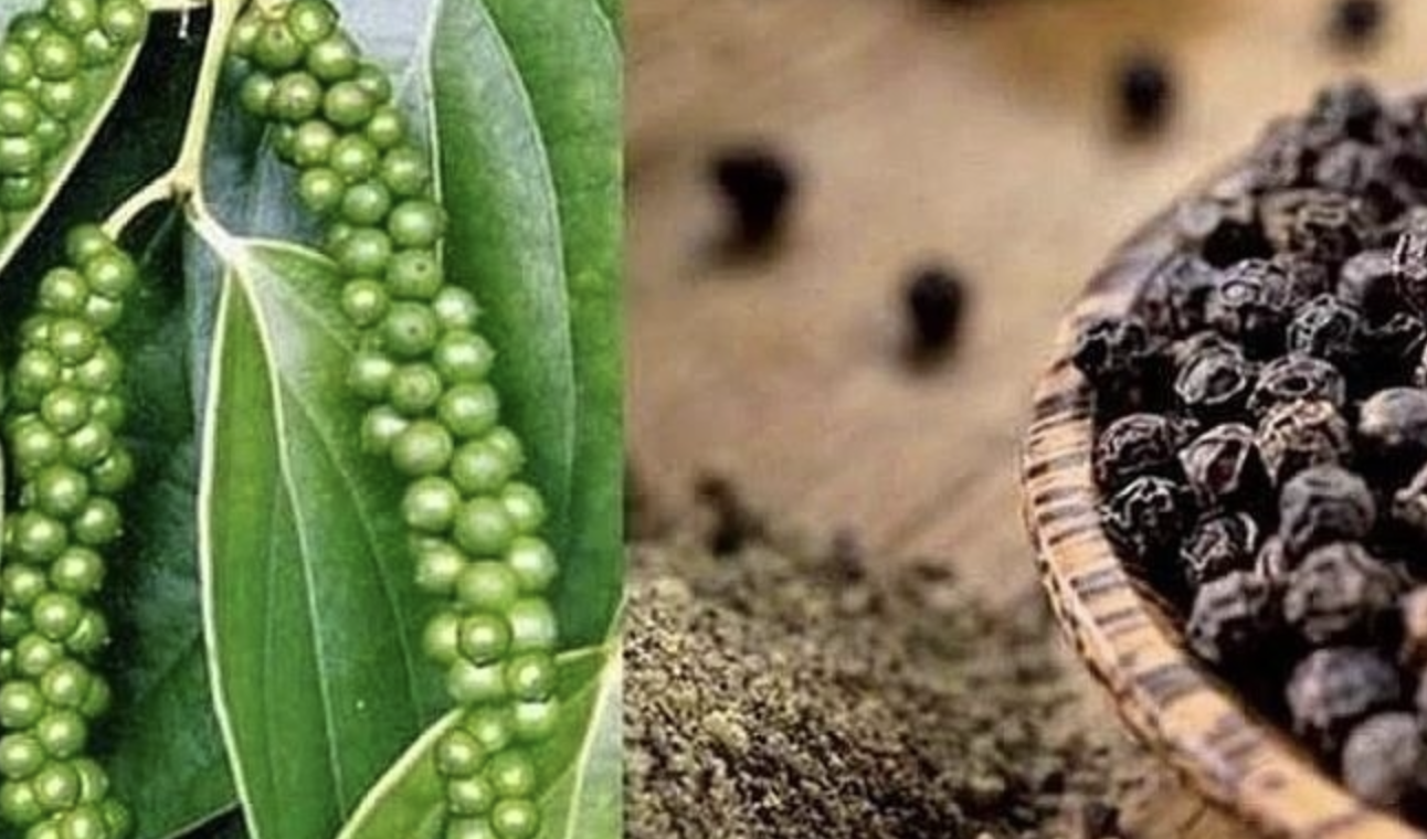 Giá tiêu hôm nay 10/9: Giá nội địa tăng nhẹ, xuất khẩu Brazil hồi phục mạnh