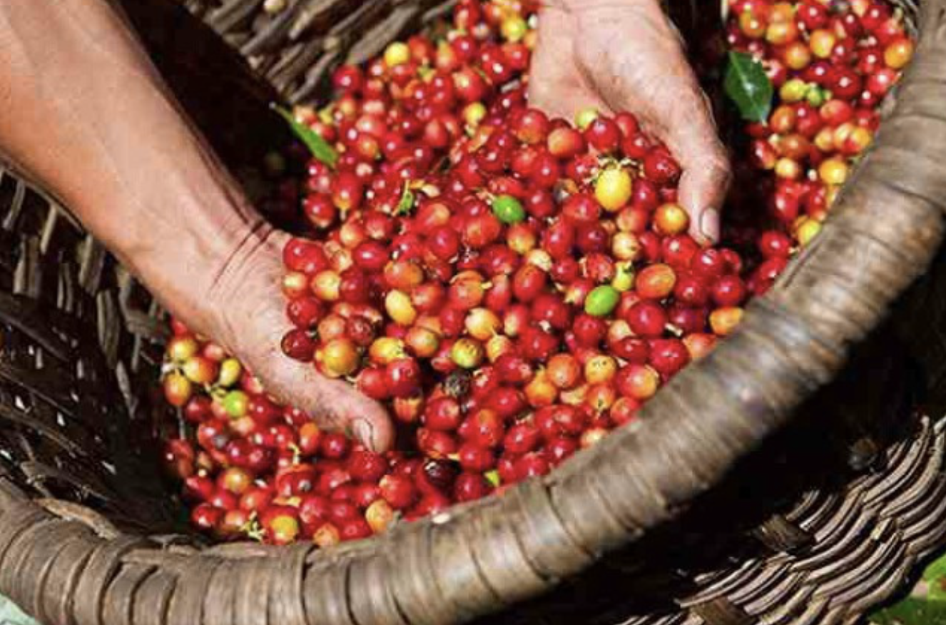 Giá cà phê hôm nay 10/9: Quay đầu tăng 2.500 đồng/kg, thế giới diễn biến trái chiều