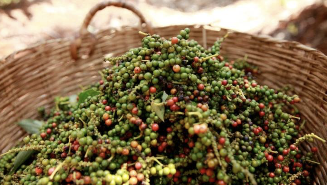 Giá tiêu hôm nay 12/9: Giá nội địa sụt nhẹ 1.000 - 2.000 đồng/kg, xuất khẩu biến động trái chiều Giá tiêu hôm nay 12/9: Giá nội địa sụt nhẹ 1.000 - 2.000 đồng/kg, xuất khẩu biến động trái chiều