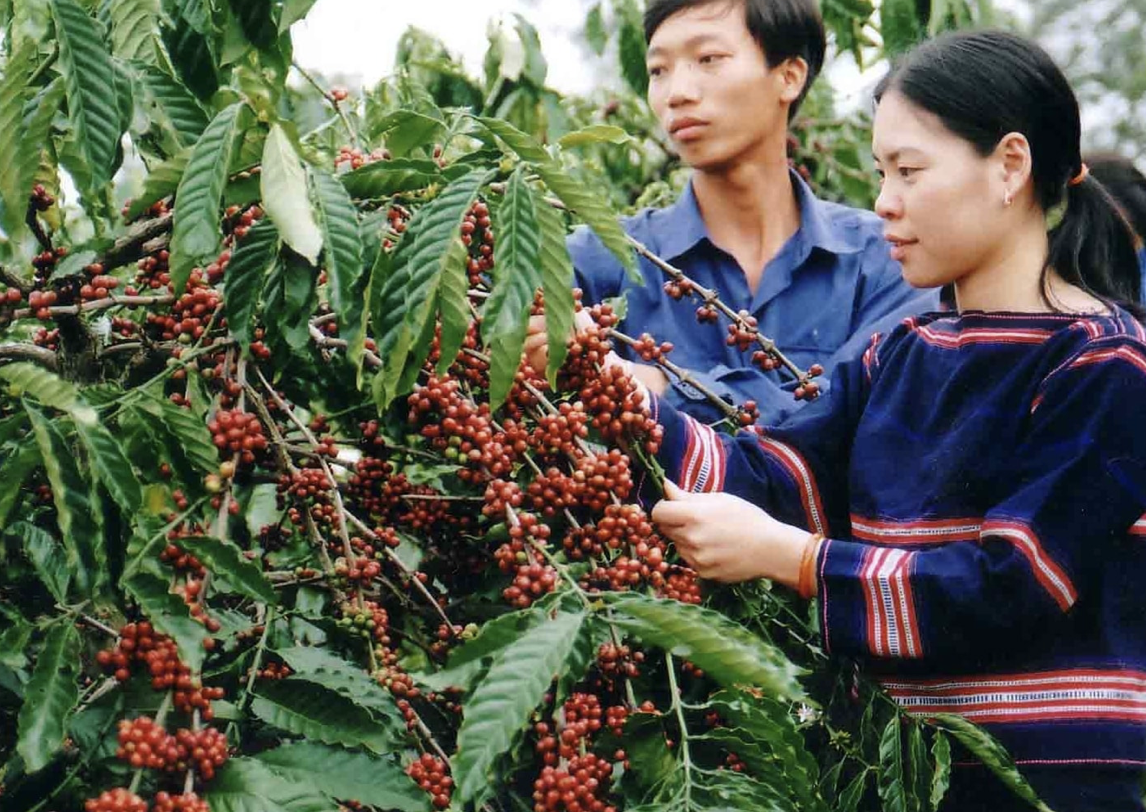 Giá cà phê hôm nay 16/9: Trong nước bất ngờ giảm, thế giới “bùng nổ” tăng vọt Giá cà phê hôm nay 16/9: Trong nước bất ngờ giảm, thế giới “bùng nổ” tăng vọt