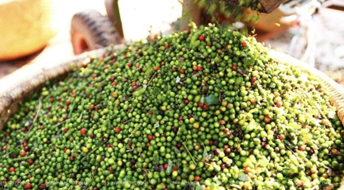 Giá tiêu hôm nay 19/9: Giá trong nước chững lại ở 148.600 đồng/kg, Ấn Độ lao đao vì hàng nhập khẩu giá rẻ Giá tiêu hôm nay 19/9: Giá trong nước chững lại ở 148.600 đồng/kg, Ấn Độ lao đao vì hàng nhập khẩu giá rẻ
