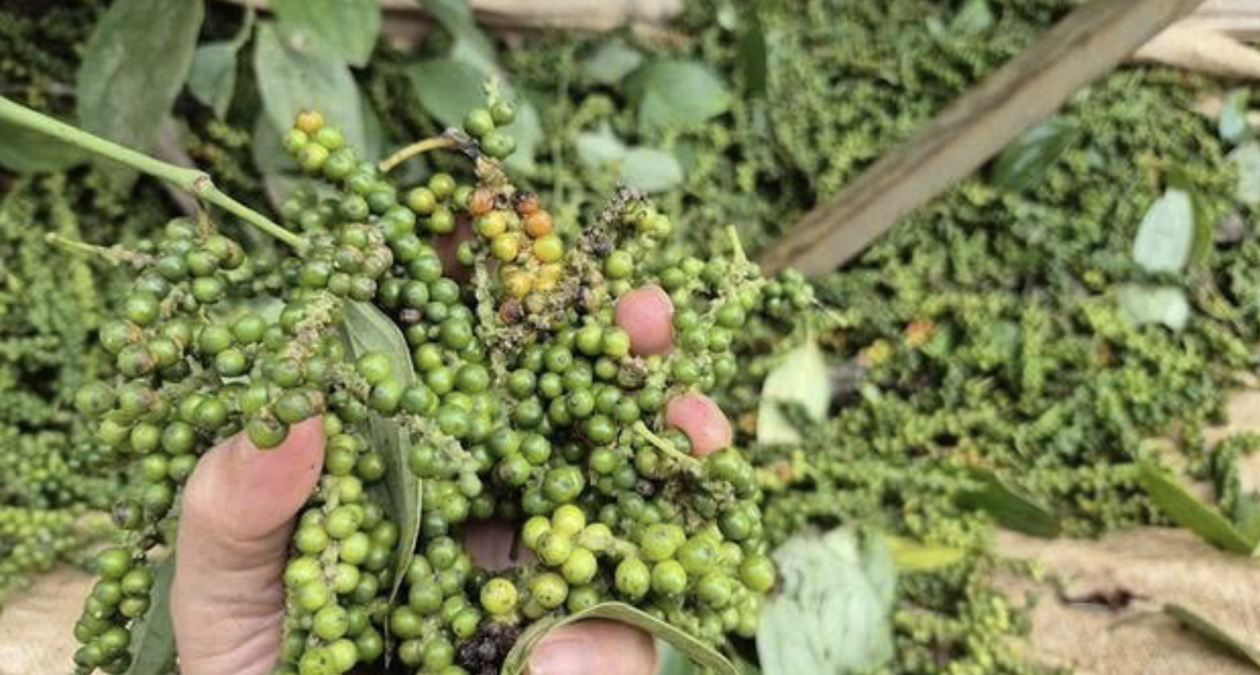 Giá tiêu hôm nay 20/9: Đắk Lắk dẫn đầu trong nước, xuất khẩu hồ tiêu giữ nhịp sôi động Giá tiêu hôm nay 20/9: Đắk Lắk dẫn đầu trong nước, xuất khẩu hồ tiêu giữ nhịp sôi động