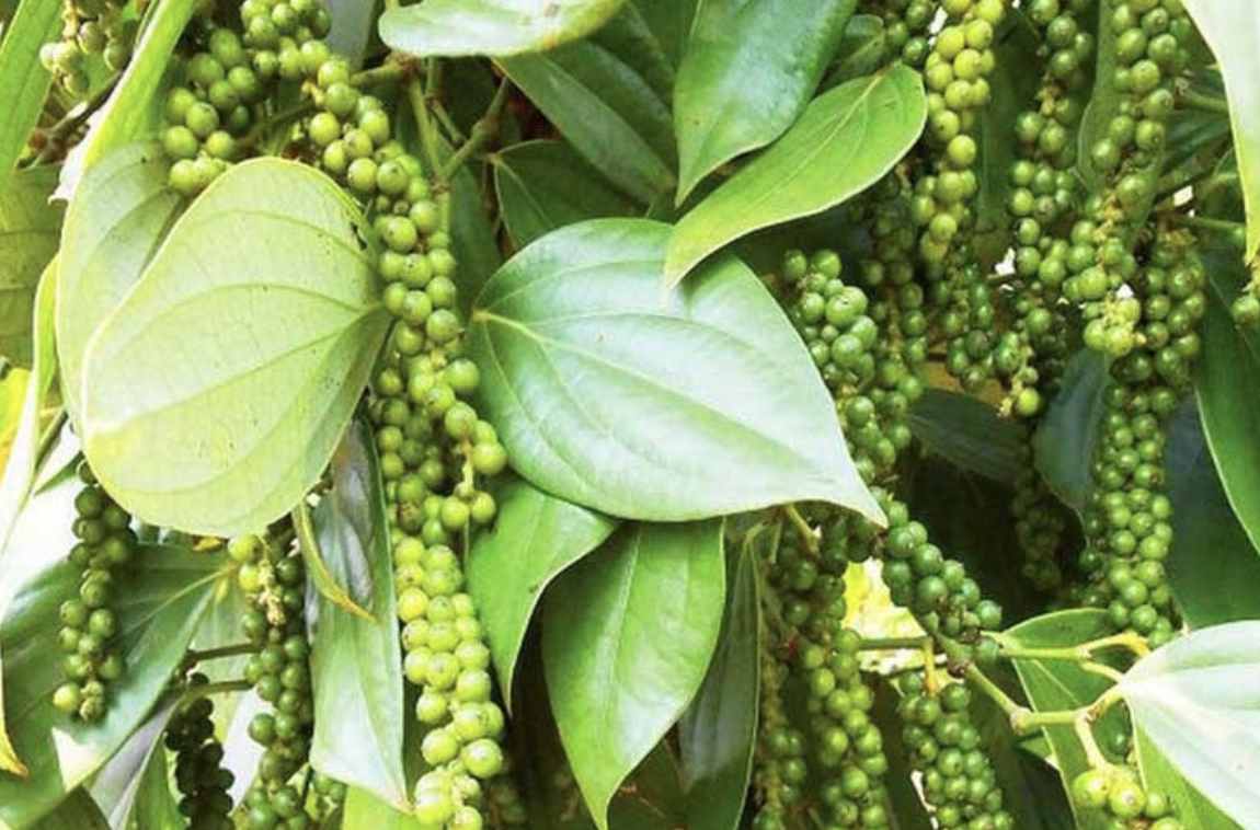 Giá tiêu hôm nay 26/9: Nông sản tỷ đô ổn định, tiềm năng lớn từ xu hướng thương mại gia vị toàn cầu Giá tiêu hôm nay 26/9: Nông sản tỷ đô ổn định, tiềm năng lớn từ xu hướng thương mại gia vị toàn cầu