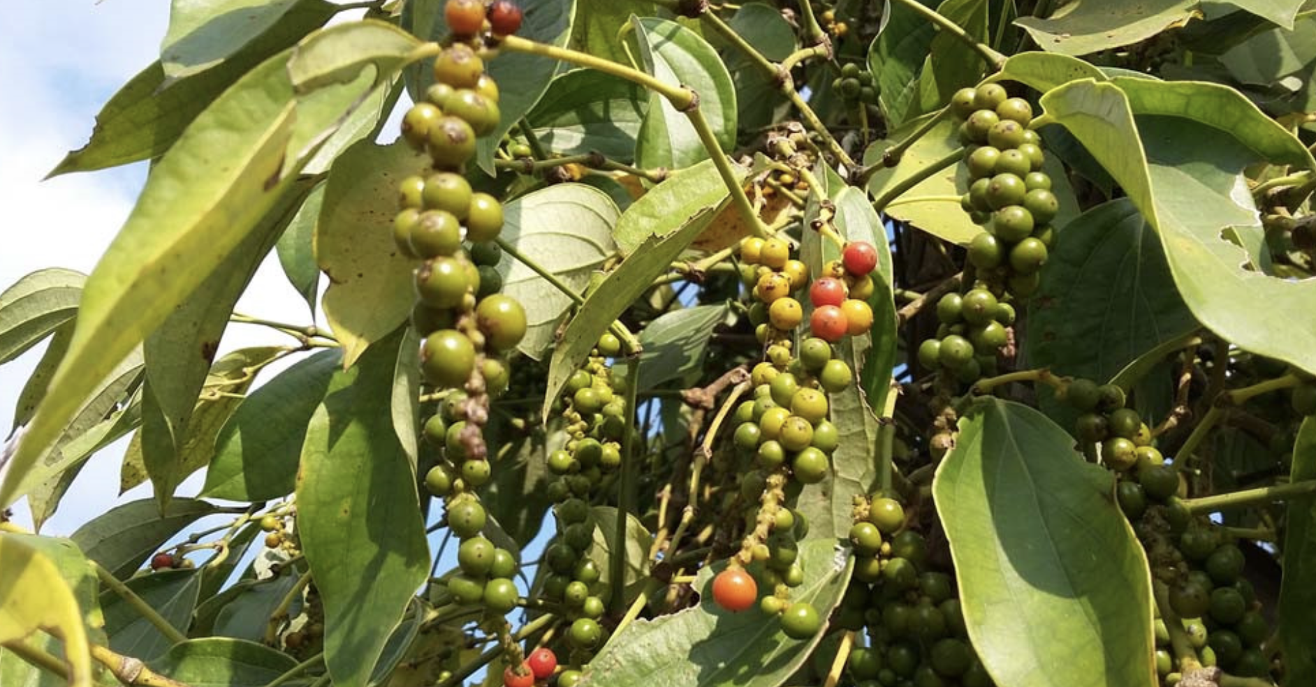 Giá tiêu hôm nay 28/9: Duy trì ổn định ở mức cao, nguồn cung khan hiếm Giá tiêu hôm nay 28/9: Duy trì ổn định ở mức cao, nguồn cung khan hiếm