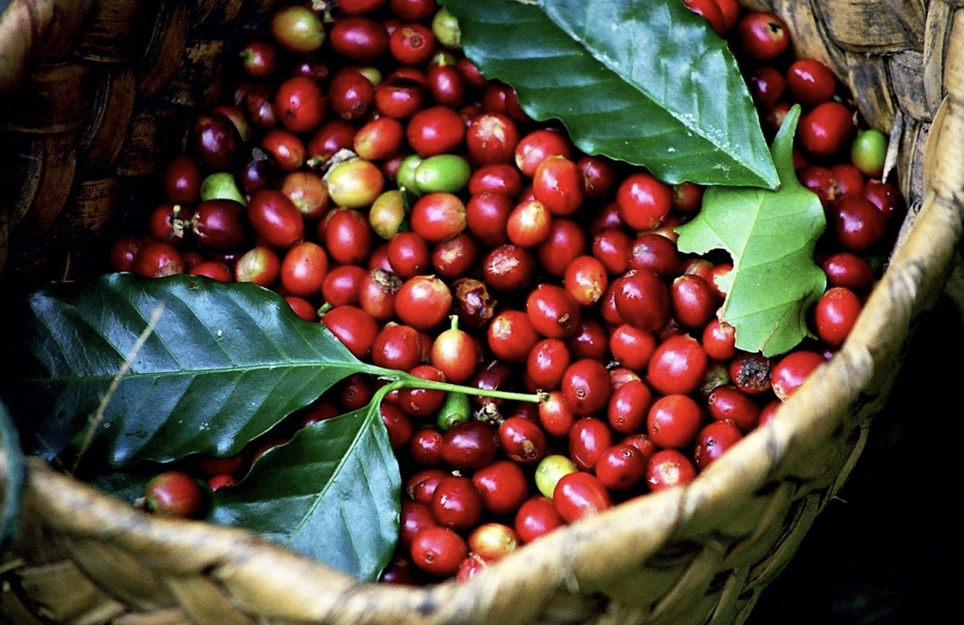 Giá cà phê hôm nay 1/10: Giảm nhẹ 1.000 đồng/kg, thị trường thận trọng trước biến động quốc tế