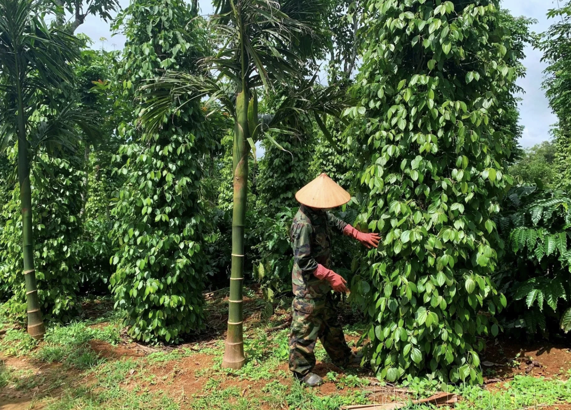 Giá tiêu hôm nay 1/10/2025: Lao dốc mạnh, nông dân chịu áp lực lớn