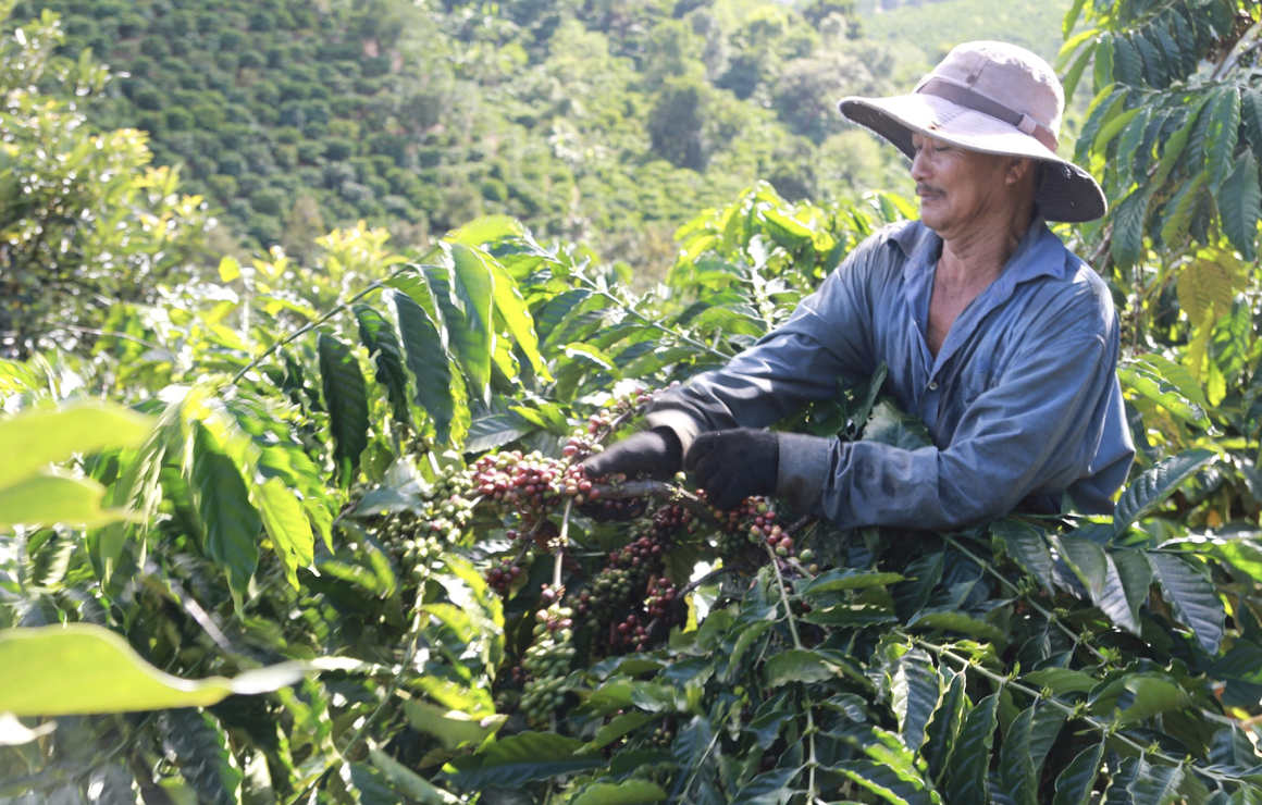 Giá tiêu hôm nay 2/10: Gia Lai giảm sâu, mặt bằng chung lùi về 145.800 đồng/kg