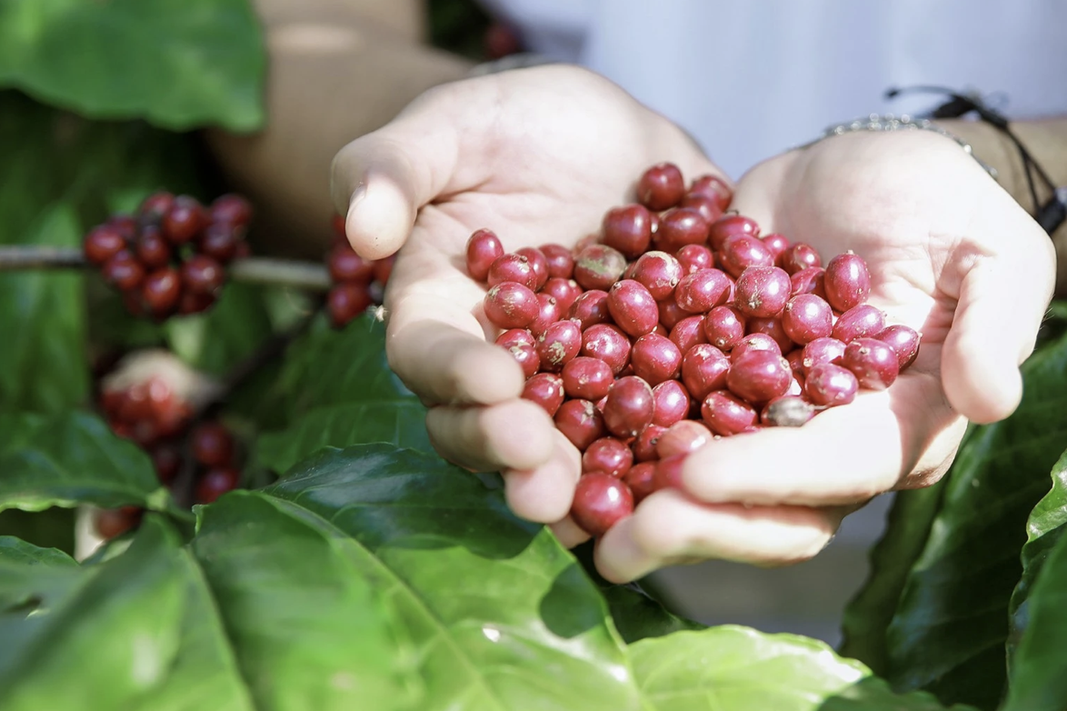 Giá cà phê ngày 9/10 giảm mạnh vì USD tăng cao: Thị trường trong nước chịu áp lực kép từ tỷ giá và chi phí đầu vào Giá cà phê ngày 9/10 giảm mạnh vì USD tăng cao: Thị trường trong nước chịu áp lực kép từ tỷ giá và chi phí đầu vào