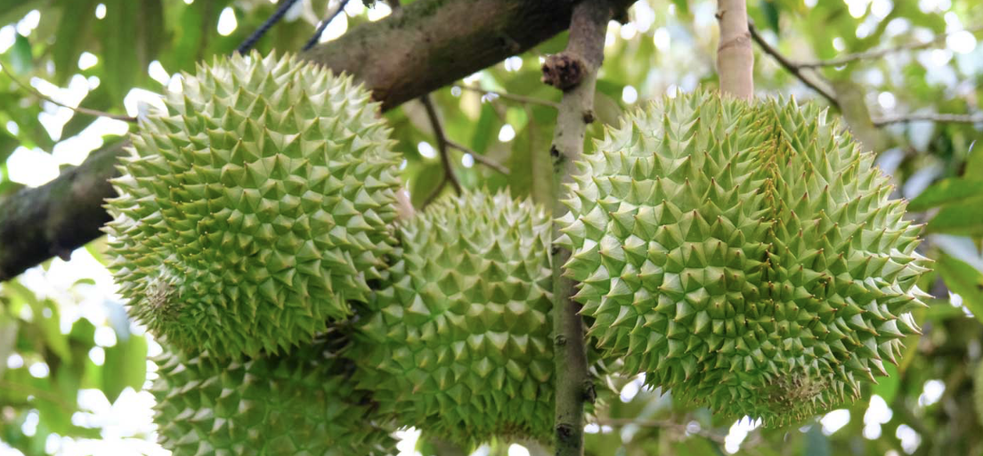 Giá sầu riêng ngày 11/10: Thị trường khởi sắc, sầu riêng Thái loại A vượt 107.000 đồng/kg Giá sầu riêng ngày 11/10: Thị trường khởi sắc, sầu riêng Thái loại A vượt 107.000 đồng/kg