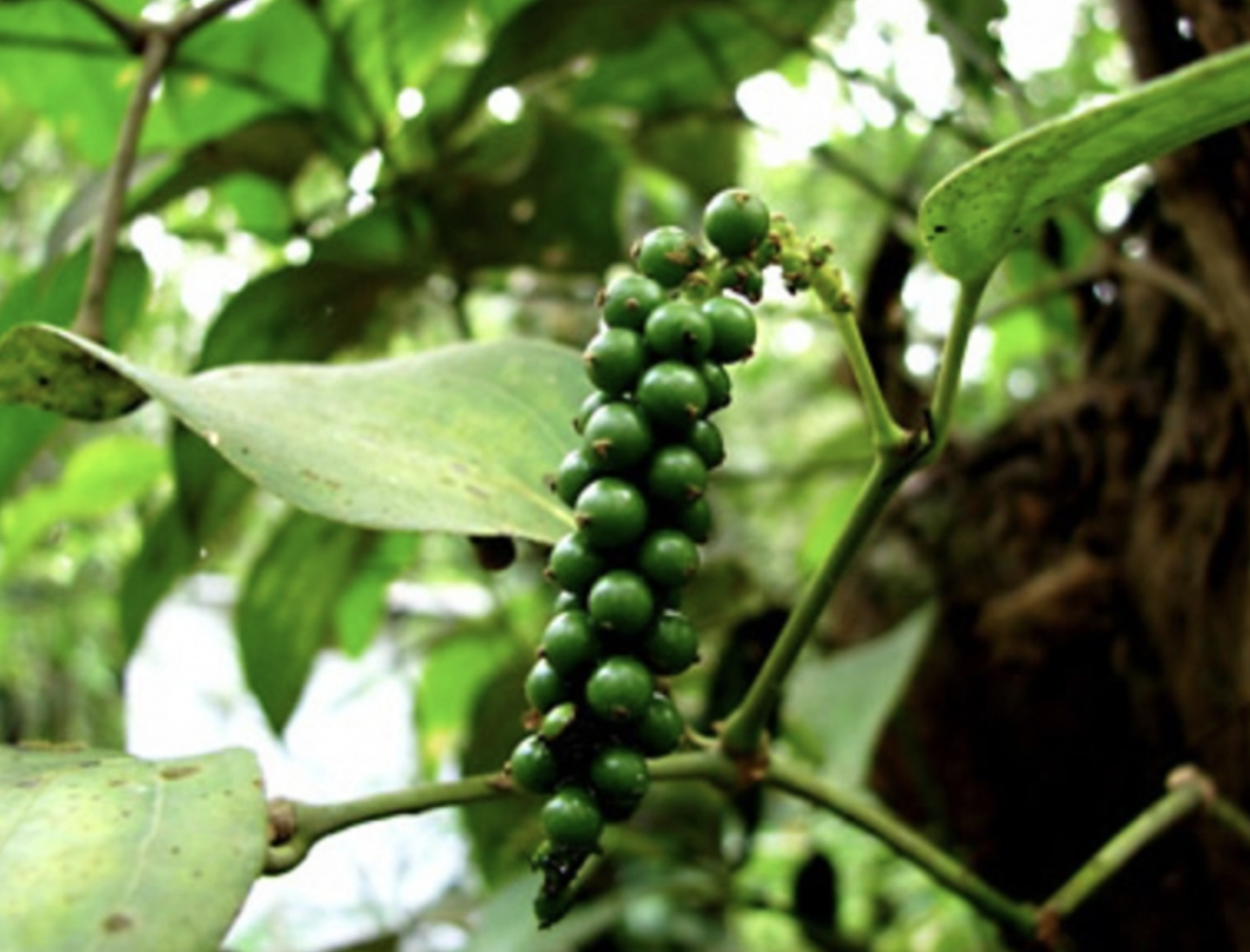 Giá tiêu ngày 11/10: Chạm mốc 149.000 đồng/kg, thị trường tiếp tục bứt phá mạnh