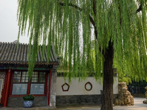 Phong thủy trước nhà: Những điều đại kỵ và loại cây, vật trang trí nên tránh để không “phạm khí”