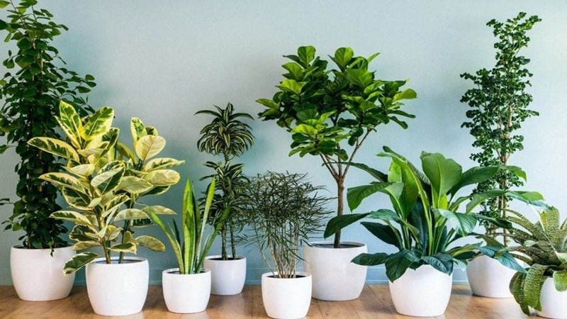 Người mệnh Thổ nên trồng cây gì quanh nhà để hút tài lộc và giữ vượng khí ổn định Người mệnh Thổ nên trồng cây gì quanh nhà để hút tài lộc và giữ vượng khí ổn định