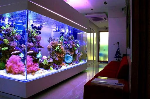 Phong thủy khi nuôi cá cảnh trong nhà – cách thu hút tài lộc và giữ năng lượng hài hòa Phong thủy khi nuôi cá cảnh trong nhà – cách thu hút tài lộc và giữ năng lượng hài hòa