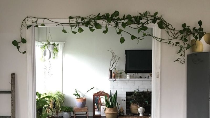 Đặt cây dây leo trong nhà – nên hay không và cần lưu ý gì theo phong thủy? Đặt cây dây leo trong nhà – nên hay không và cần lưu ý gì theo phong thủy?