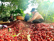 Giá cà phê trong nước ngày 14/3/2026: Tăng 700 đồng/kg, trung bình đạt 96.200 đồng/kg Giá cà phê trong nước ngày 14/3/2026: Tăng 700 đồng/kg, trung bình đạt 96.200 đồng/kg